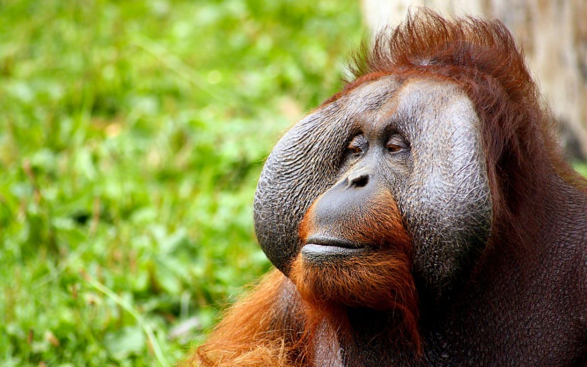 Borneo Borneo
